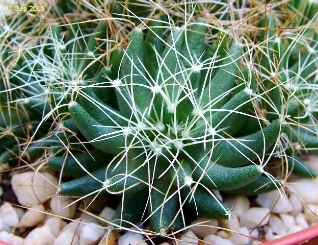Mammillaria _decipiens _ssp.camptotricha _09